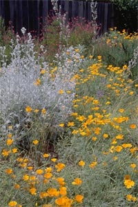 Water Conserving Garden